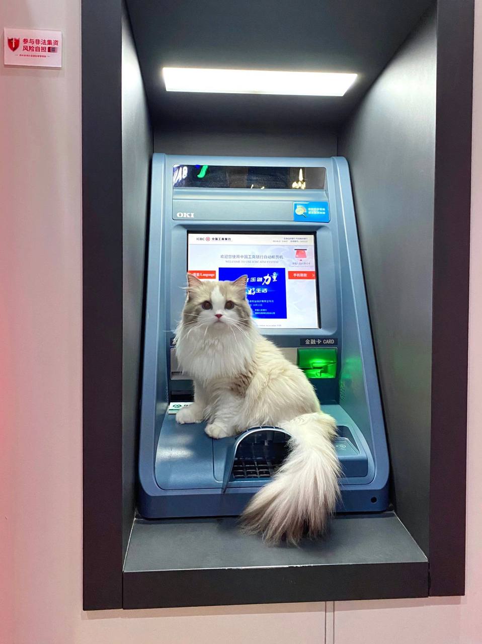 #布偶猫