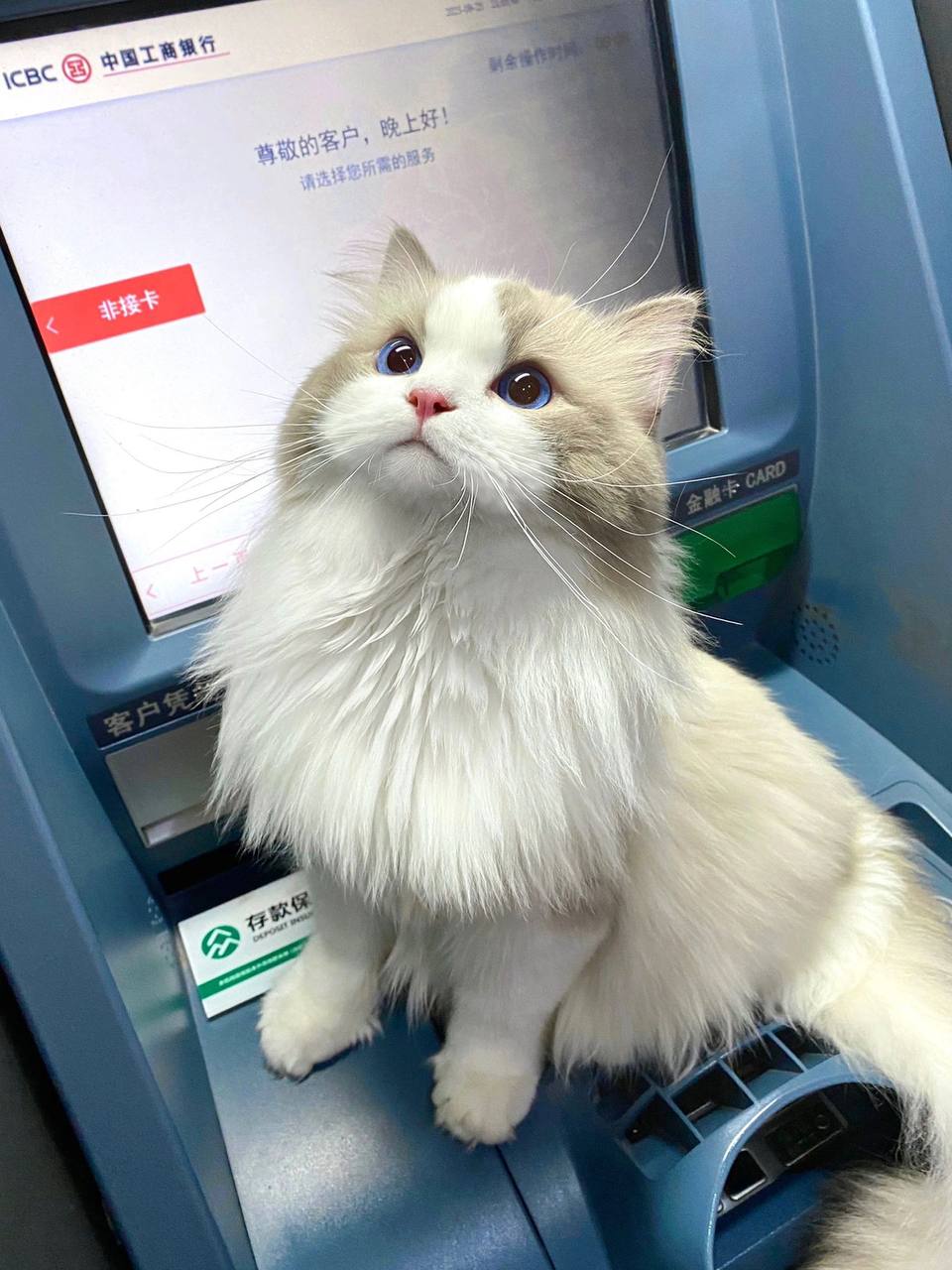 #布偶猫