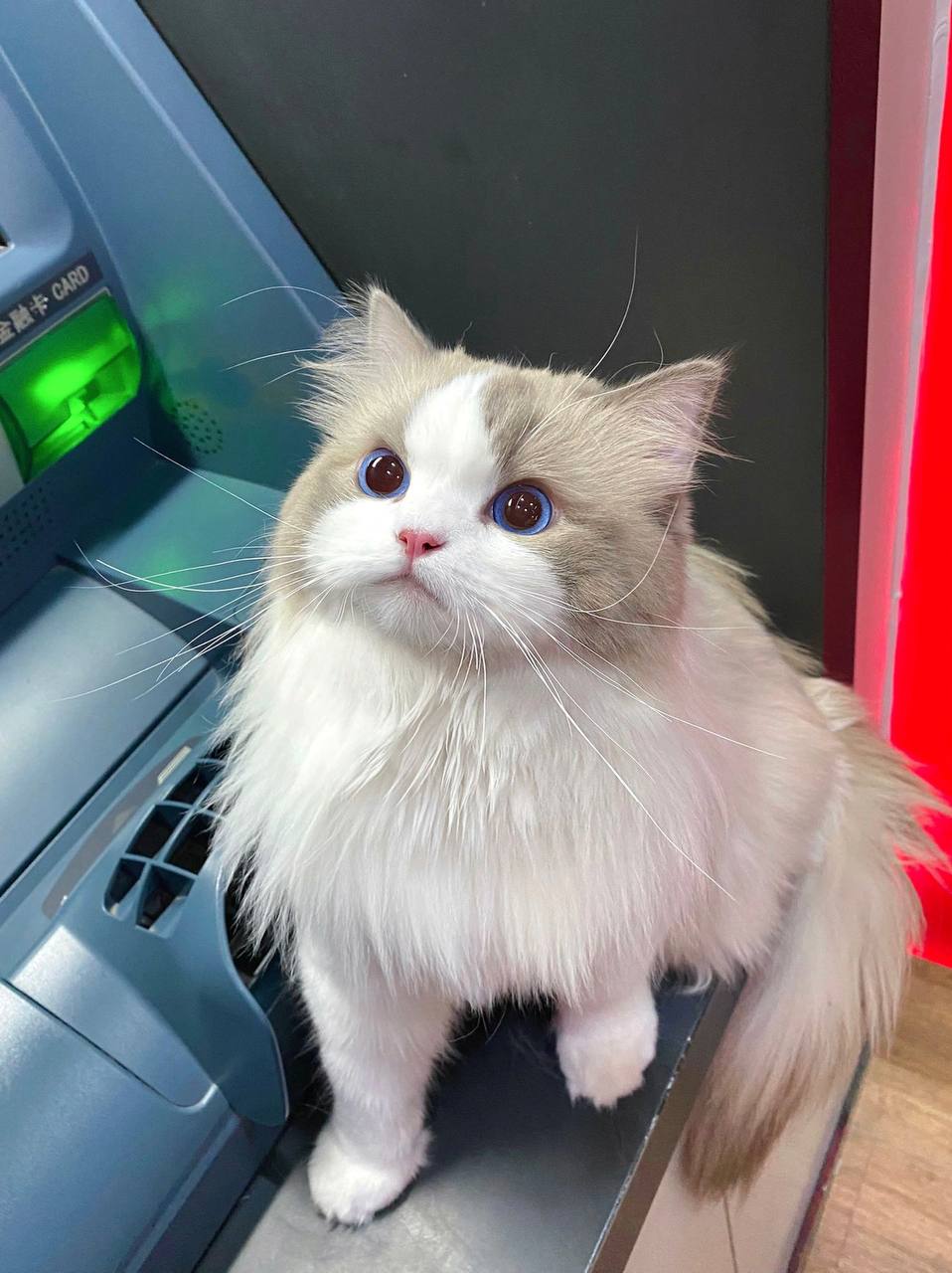 #布偶猫