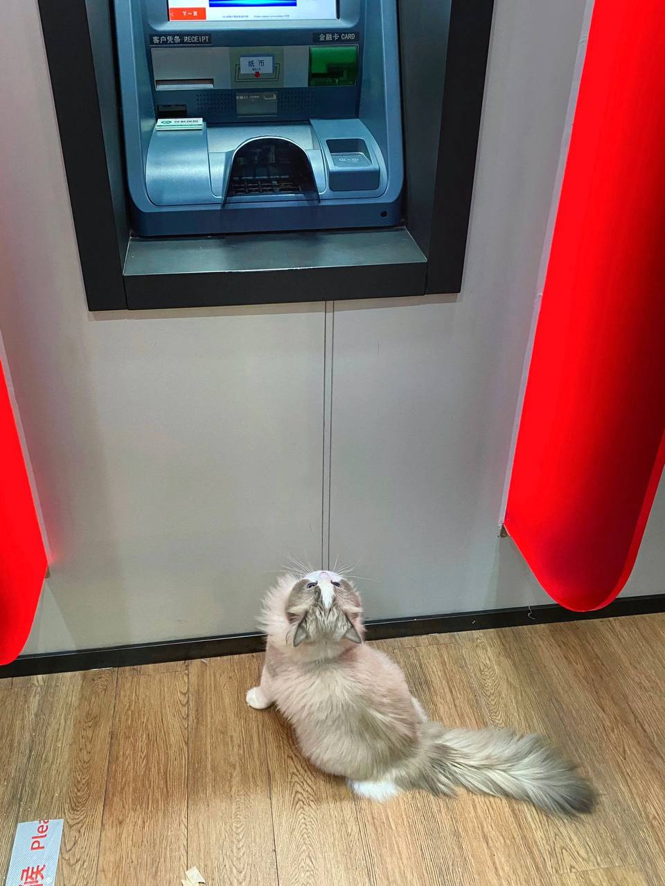 #布偶猫