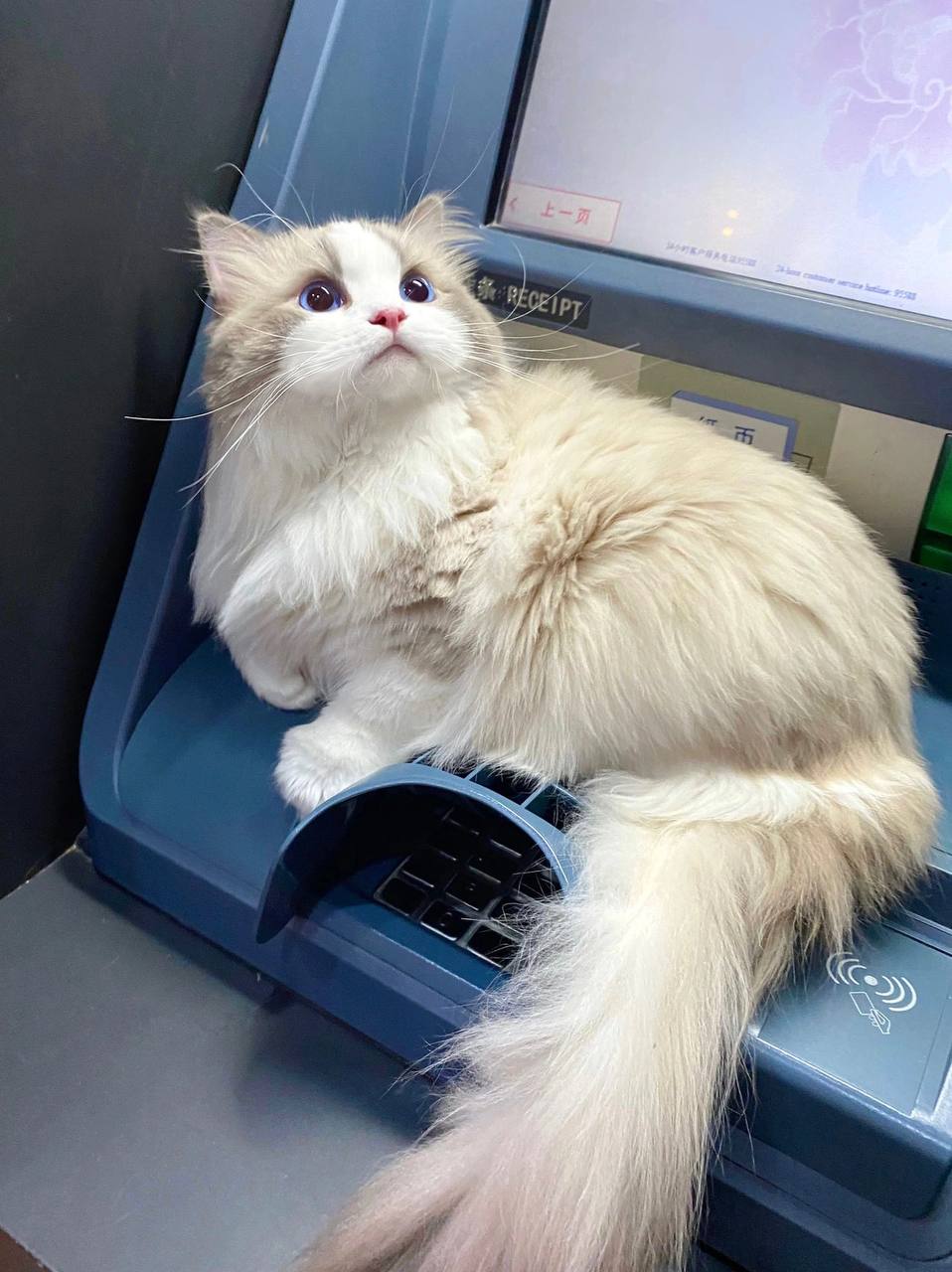 #布偶猫
