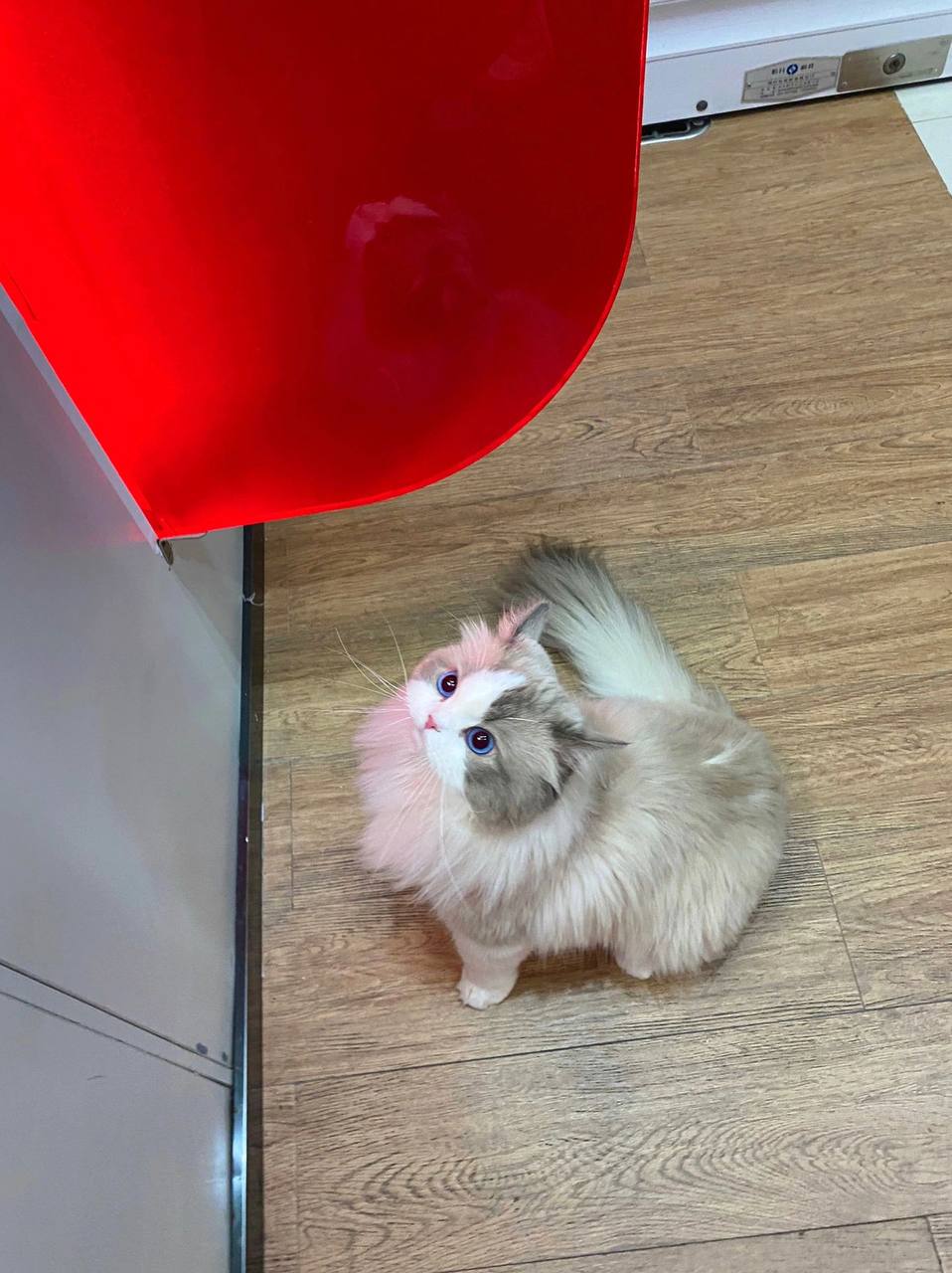 #布偶猫