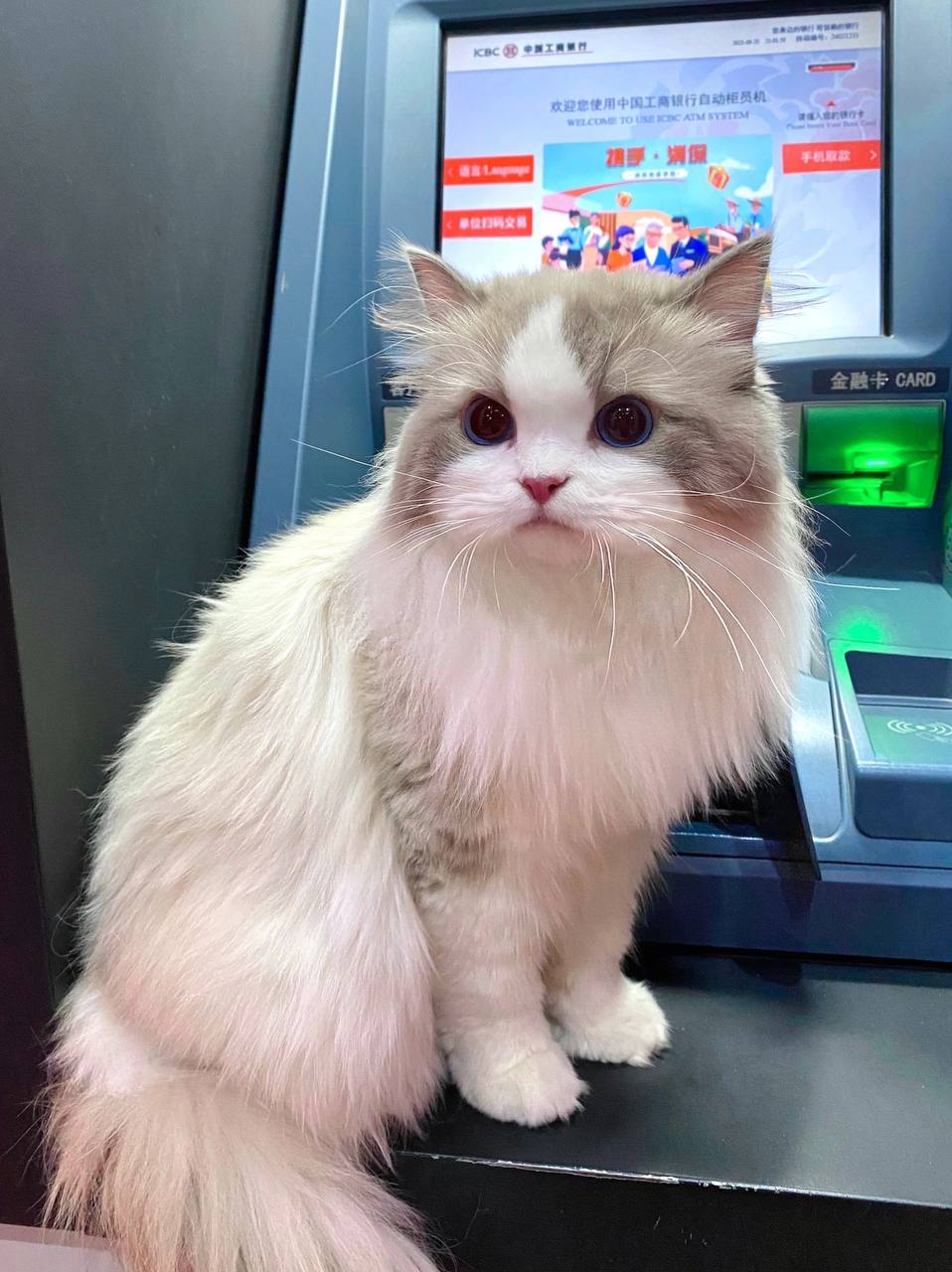 #布偶猫